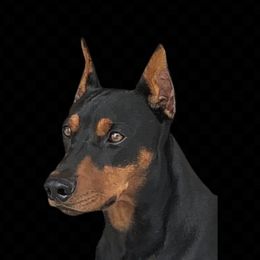 Zeus - German Pinscher