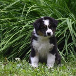 BTM - Black tri-color male Australian Shepherd puppy in Pilot, Virginia from Obsidian Australian Shepherd