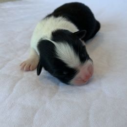 Brew - Australian Shepherd puppy in St. Augustine, Florida from Ancient City Aussies