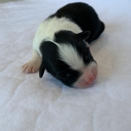 Brew - Australian Shepherd puppy in St. Augustine, Florida from Ancient City Aussies