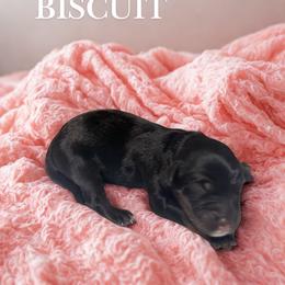 Biscuit - Sable female Aussiedoodle puppy in Ellenburg Center, New York from Kristin's Puppies
