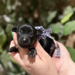 Boy 1 - Black and tan male Dachshund puppy in Winter Haven, Florida from Davidson's Dachshunds