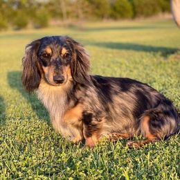Archie - Dachshund