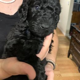 Goldendoodle Puppies from Izzy's Doodles