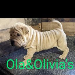 Chinese Shar-Pei Puppies from Ola & Olivia's Shar Pei