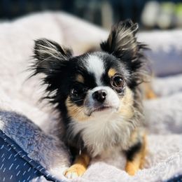Jadie - Chihuahua