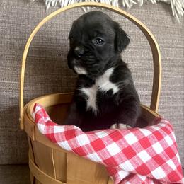 Girl 7 - Brindle female Boxer puppy in Plainwell, Michigan from Hope's Beautiful Boxers