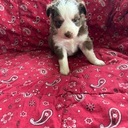 Australian Shepherd Puppies from Chania Vos
