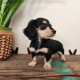Camden - Black and cream male Dachshund puppy in Lindsay, California from Lewis Creek Dachshunds
