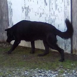 Max - German Shepherd