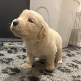 Girl 2 - Golden female Golden Retriever puppy in Menifee, California from The Golden Leash Kennels