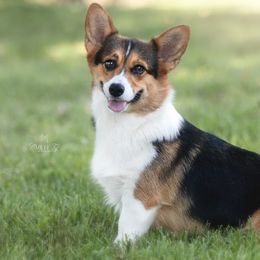 Raven - Pembroke Welsh Corgi