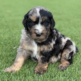 Cookies and crème - Blue merle male Bernedoodle puppy in Fortuna, California from Dalton Poodles and Doodles