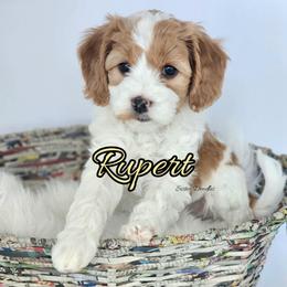 Rupert - Parti male Goldendoodle puppy in Humboldt, Minnesota from Sister Doodles