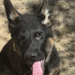 German Shepherd Puppies from Brooks High Quality Breeders