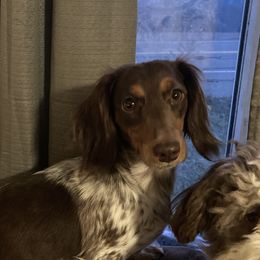 Joppi - Dachshund