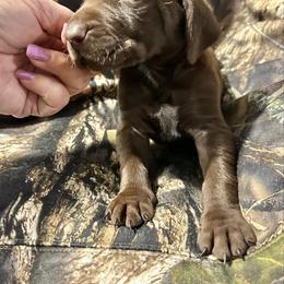 Solid Liver Boy - Liver male German Shorthaired Pointer puppy in Dearborn, Missouri from Hardwood Kennels