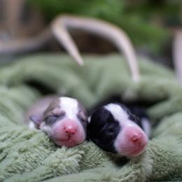 Border Collie, Papillon, Sporty Mix, and Whippet Puppies from Old Hemp Border Collies / Open Horizon Sport Dogs