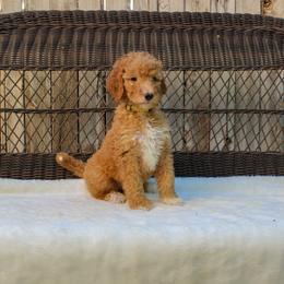 Bernedoodle and Goldendoodle Puppies from Delta Doodles and Poodles