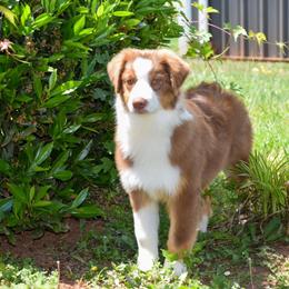 Katmai - Red tri-color female Australian Shepherd puppy in Appomattox, Virginia from Danell Australian Shepherd