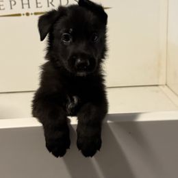 Orange Collar - Black male German Shepherd puppy in Wood Lake, Minnesota from Querencia German Shepherds and Corgis
