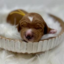Yellow Male - Apricot male Goldendoodle puppy in Great Falls, Montana from Montana Goldendoodles
