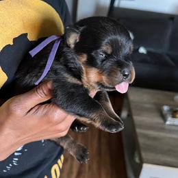 Girl 1 - Black and mahogany female Rottweiler puppy in Antioch, California from Black Diamond Excellence rottweiler kennel