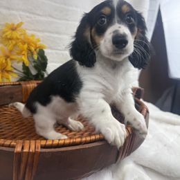 Dachshund Puppies from Chilidog Dachshunds