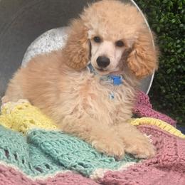 Mr Wheatly - Cream male Poodle puppy in Dolan Springs, Arizona from High Desert Companions