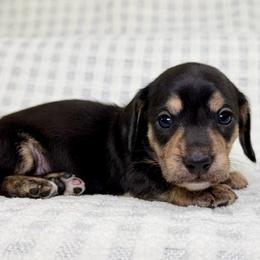 Brinley AKC - Black and cream female Dachshund puppy in South Easton, Massachusetts from Depot Dachsies