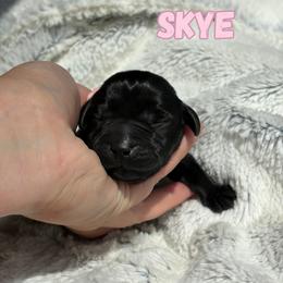 Skye - Black female Labrador Retriever puppy in Tomahawk, Wisconsin from Mahner Labs