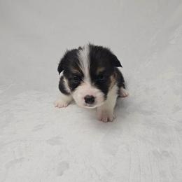 Harry Potter-docked tail - Black and tan male Pembroke Welsh Corgi puppy in Deming, New Mexico from Dragon Ridge Corgis