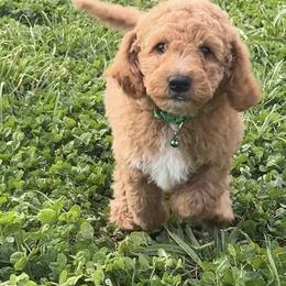 Prince Humperdink - Apricot male Goldendoodle puppy in Dawsonville, Georgia from As You Wish Doodles