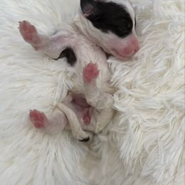 Shirley - Sable male Bernedoodle puppy in Valrico, Florida from Shadow Kennels