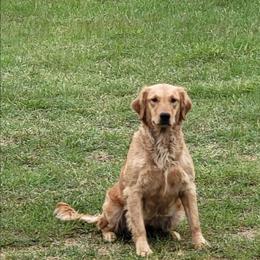 Fury - Golden Retriever