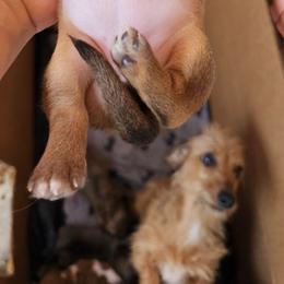 Miranda - Cream female Dachshund puppy in El Paso, Texas from Mells Weenies
