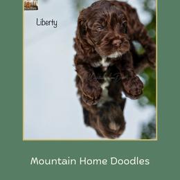 Liberty - Chocolate female Australian Labradoodle puppy in Cashmere, Washington from Mountain Home Doodles