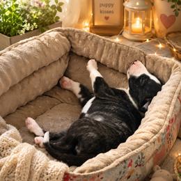 Red boy - Black brindle male Whippet puppy in Menifee, California from Wonderstruck