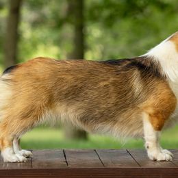Juneau - Pembroke Welsh Corgi