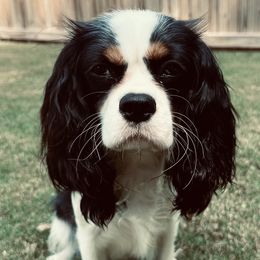 Charlotte - Cavalier King Charles Spaniel