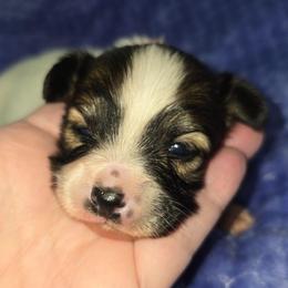 Lindsey - Red white and sable female Papillon puppy in Hollister, Missouri from Swan Creek Kennel