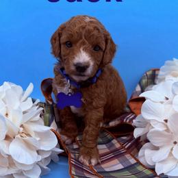 Jack - Blue Collar - Red  male Goldendoodle puppy in Cape Coral, Florida from Nay Nays Mini Doodles