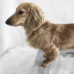 Leo - Dachshund