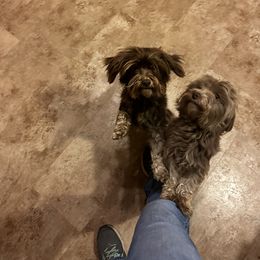 Willow - Havanese