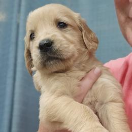 Ms. Red - Light golden female Golden Retriever puppy in Mocksville, North Carolina from Hunting Creek Kennels & Farm