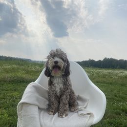 Maya - Cockapoo