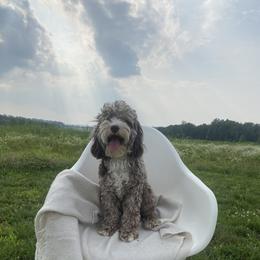 Maya - Cockapoo