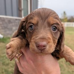 Cocoa - Chocolate and tan female Dachshund puppy in Arkansas from Heart of Doxie