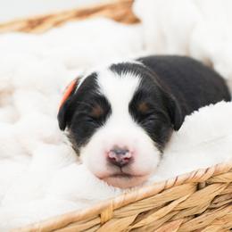 Cupcake - Black tri female Miniature American Shepherd puppy in Elmwood Park, Illinois from HuskiesAndGoldensWithFinesse