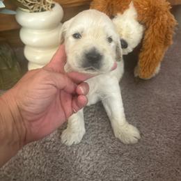 Bo - Light golden male Golden Retriever puppy in Grant County, Indiana from On The Sunny Side Pavey Farms